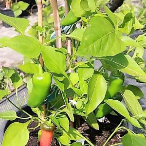 Snackpaprika rot