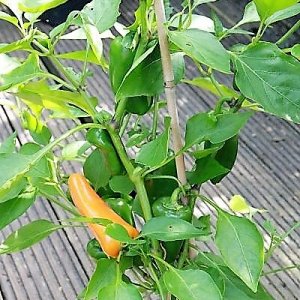 Snackpaprika orange