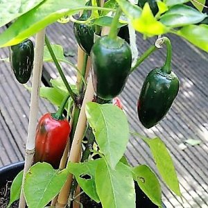 Jalapeno ?