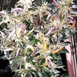 SHU Variagated