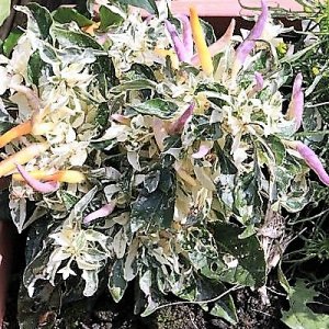 SHU Variagated