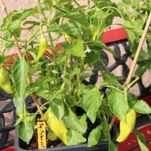 Paprika Phyton rot