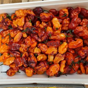 Orange Flasch