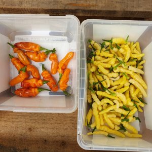 Aribibi Gusano/Orange Flasch - Aribibi Gusano