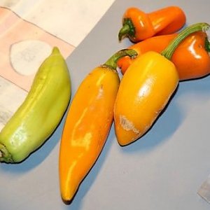 Rondosh orange, Snackpaprika, Jalapeno gelb