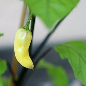 SRP F2