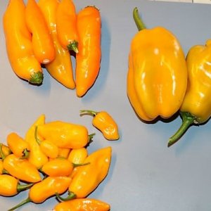 Carrot Drop-Shepherd orange-Golden Limon F8