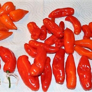 IMG_3046_cleaned.JPG