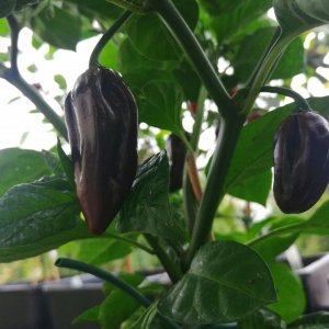 Habanero black Chocolate