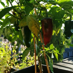 Pimenta de Padron