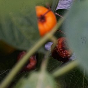 rocoto orange 12.10.jpg