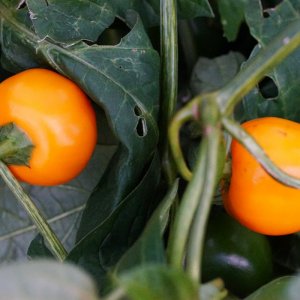 rocoto orange beeren.jpg