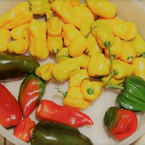 Sugarbird F4-Criolla de Cocina-UCO