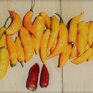 Carrot Drop-Jalapeno Tiger
