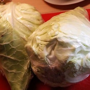 Spitzkohl