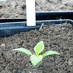 IMG_3118_cleaned.JPG