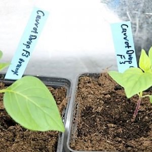 Carrot Drop orange F3