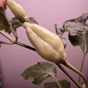WF X LD F2_P1_PXL_20220122_130518653.jpg