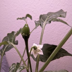 WF X LD F2_P4_PXL_20220122_131212215.jpg
