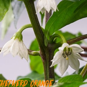 23.01 blüte shepherd22222.jpg