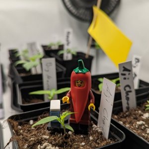 Guardian of the Chilis