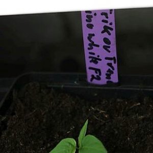 NuMex Trick or Treat x Chupetinho White F2