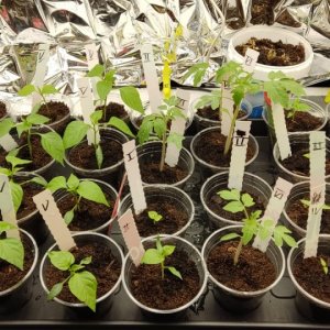 Growbox