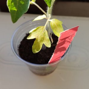 Tomaten 2022 #1