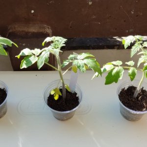 Tomaten 2022 #2