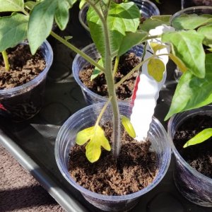 Tomaten 2022 #3