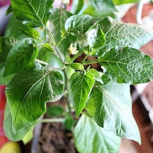 Carrot Drop orange F3