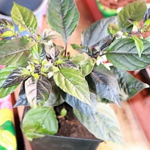 Pimenta de Cheiro do Norte