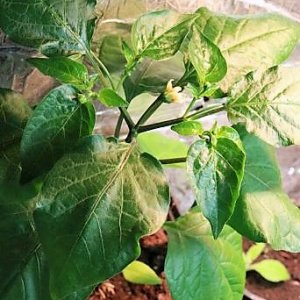 Carrot Drop orange F3