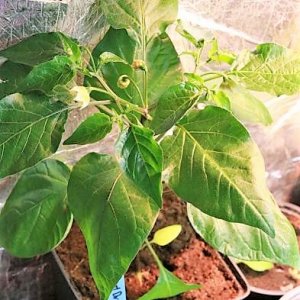 Carrot Drop orange F3
