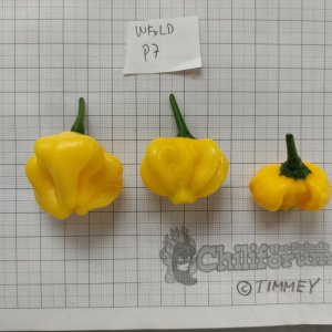 WF X LD F2_P7_IMG_20220318_121310.jpg