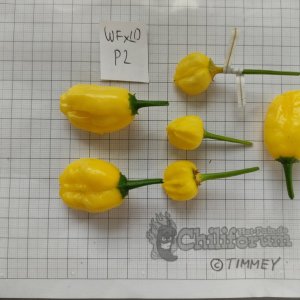 WF X LD F2_P2_IMG_20220318_121100.jpg