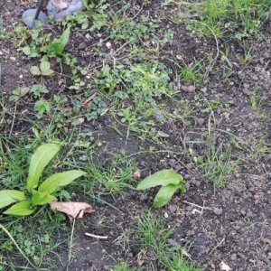 IMG_3382_cleaned.JPG