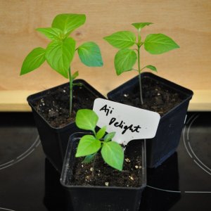 Aji Delight