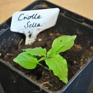 Criolla Sella