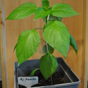 Aji Amarillo
