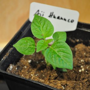 Aji Huanuco