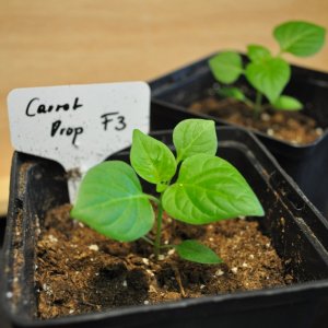Carrot Drop F3
