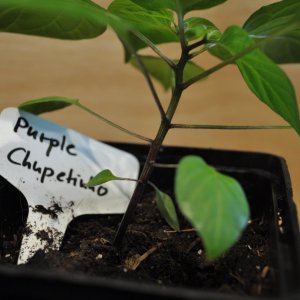 Purple Chupetinho Stiel