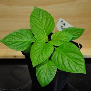 Pink Habanero