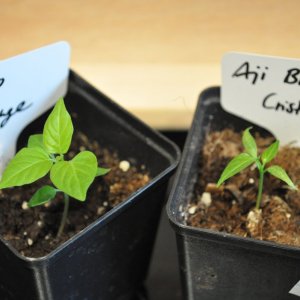 Ayuyo Orange und Aji Blanco Cristall