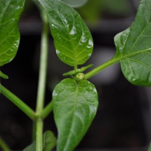 Knospen Zou Pi.jpg