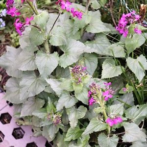 IMG_3458_cleaned.JPG