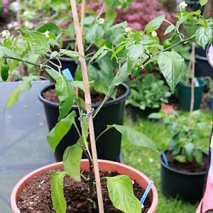 Carrot Drop F3 orange