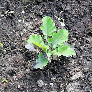 Flower Sprout