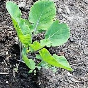 Flower Sprout